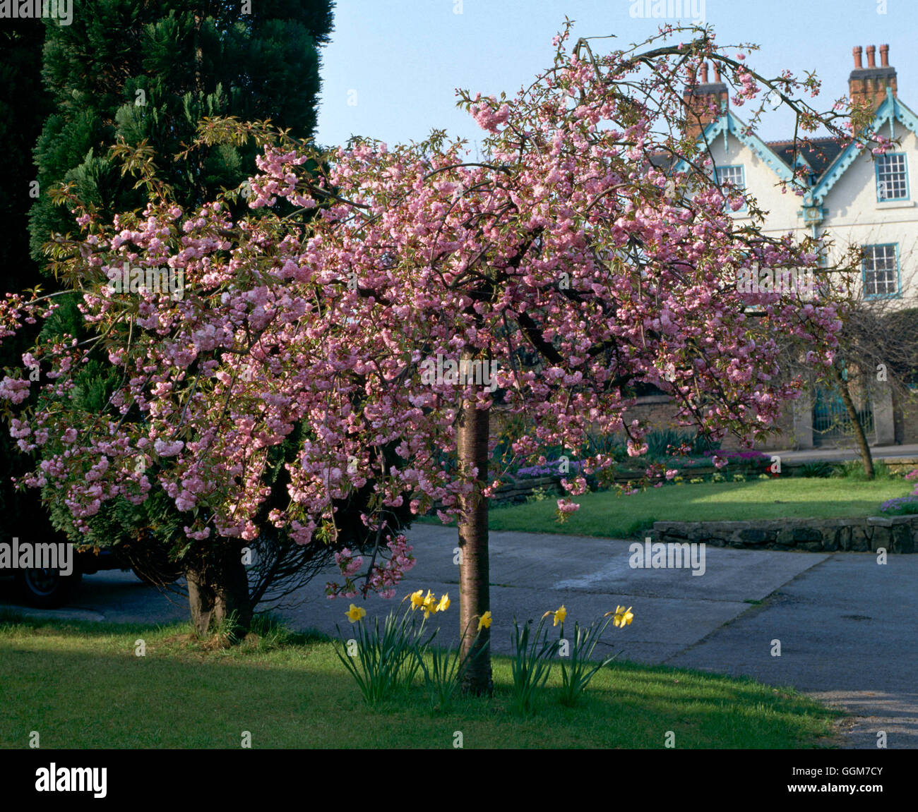 Prunus - `Kiku-shidare Sakura' J (Often wrongly referred to as Cheal's Weeping Cherry)'''''   TRS028141  Compulsory' Stock Photo